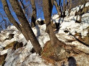 Sulle nevi del Monte Zucco (1232 m ) da S. Antonio Abbandonato (987 m) sui sent. 505-506 il 14 gennaio 2021 - FOTOGALLERY